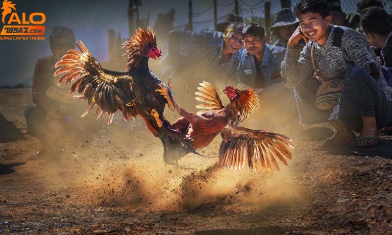 Trường Gà Đăk Peur 2 truong-ga-dak-peur